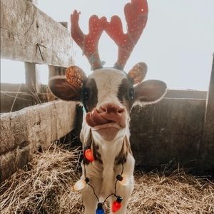 Meet your Posher, Dylan